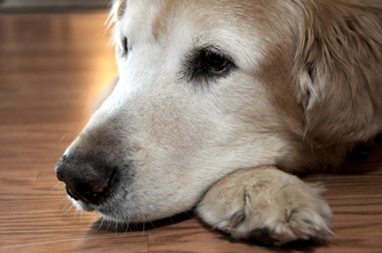 10 Things You Can Do For Your Dog During His Last Days