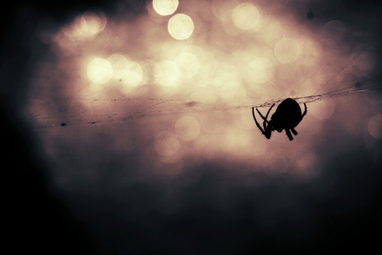 Scientists Find That Spiders Can Hear You From Across The Room