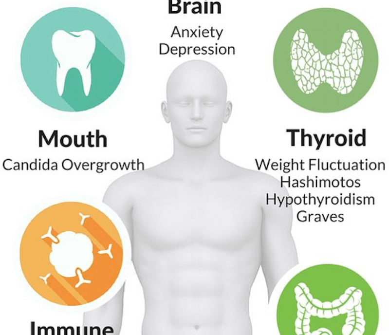 How The Gut Largely Affects The Entire Body