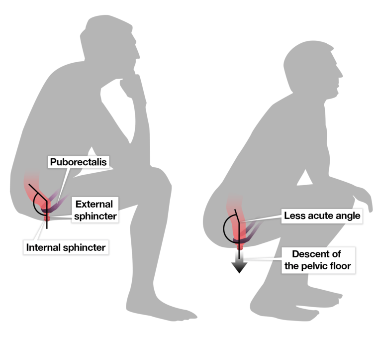 squatting vs sitting