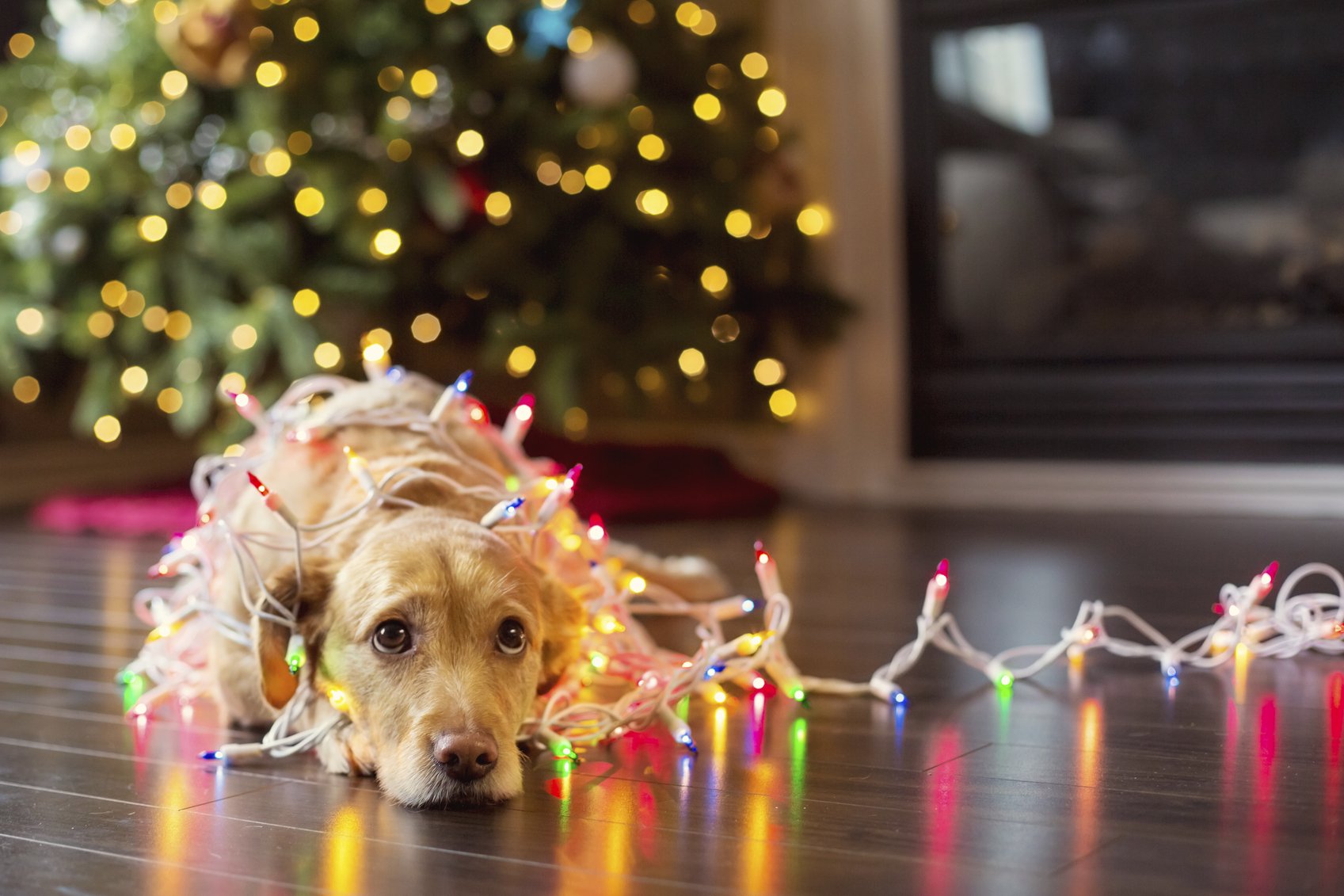 8 Ways to Keep Your Pets Safe During the Holidays