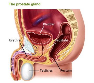 prostate-diagram_360x320_c0233559