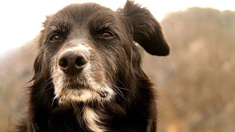 10 Tips For Caring For Your Senior Dog