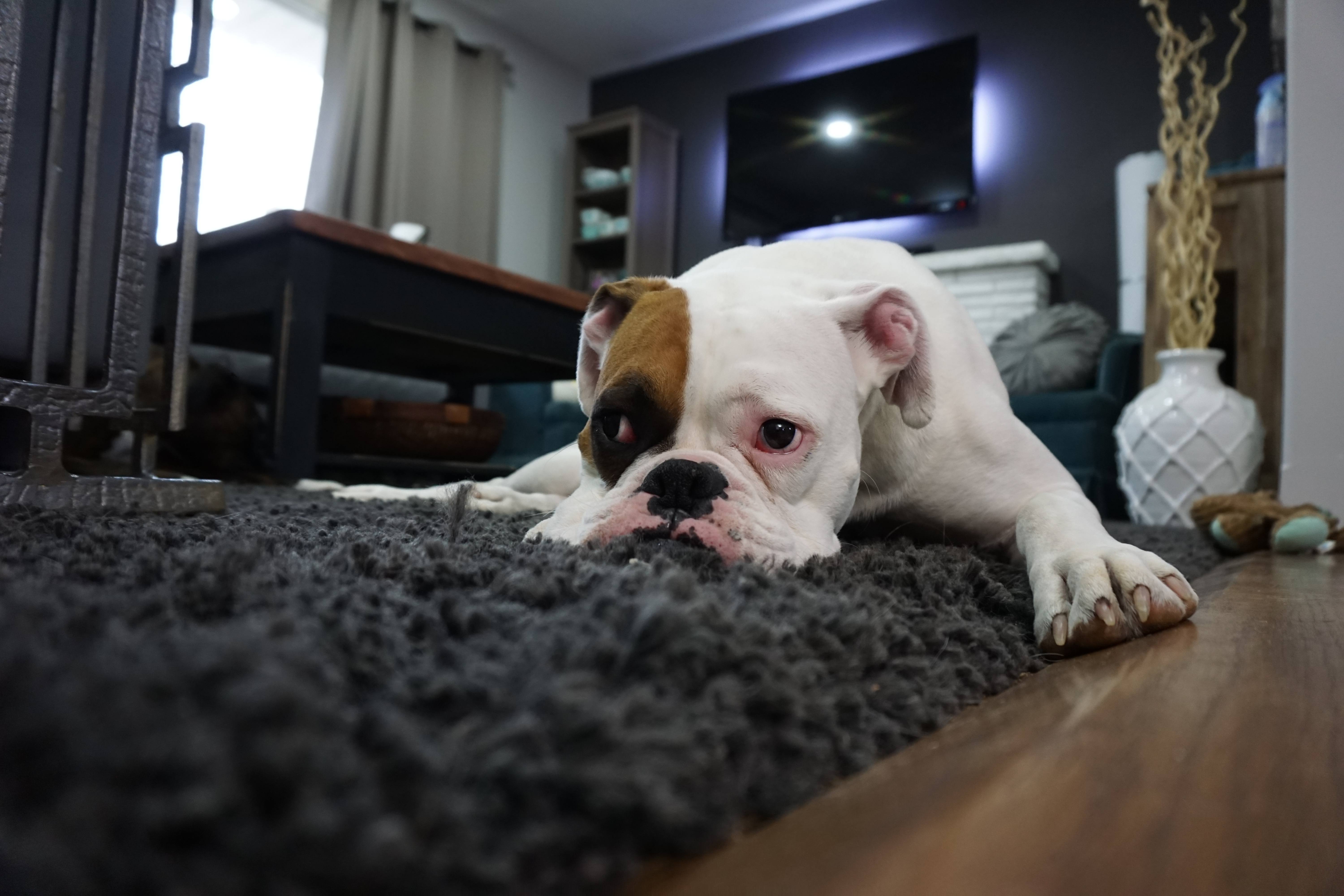 4 Valuable Tips for Dog Owners Renting an Apartment