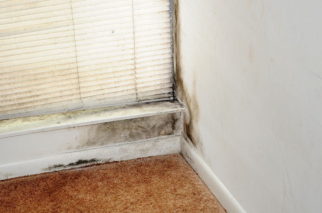 Stop and Prevent Mold Growth in Your Home with These Tips