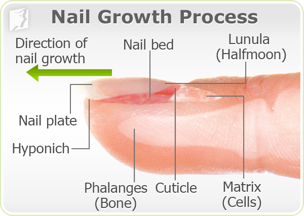 brittle-nails-growth