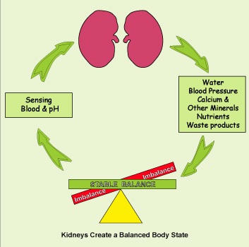 kidney-homeostasis