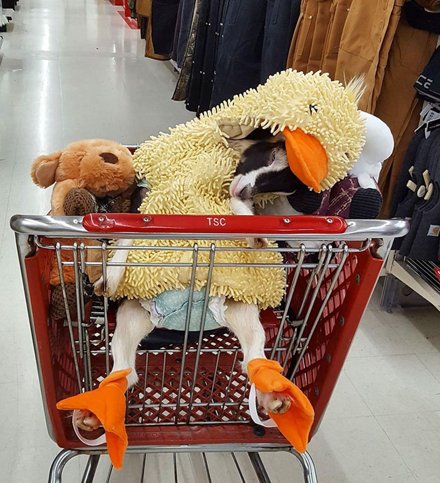 See What Happens When This Goat With Anxiety Is Given Duck Costume