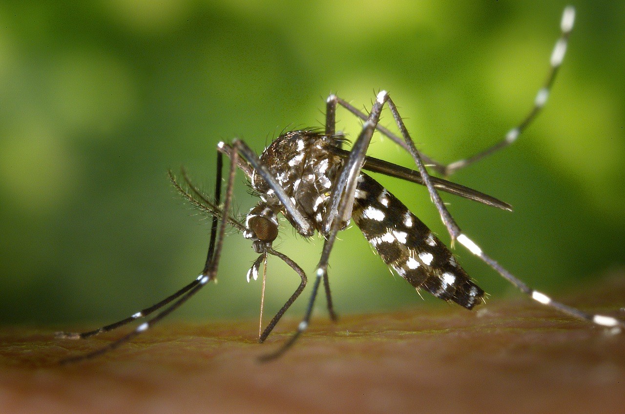 6 Must-Read Tips to Protect Yourselves from Zika Virus