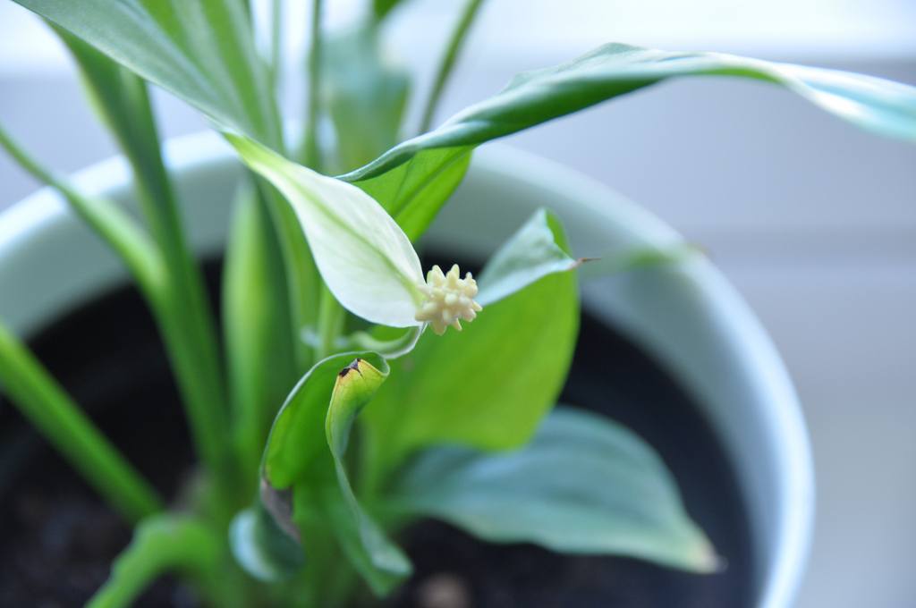 Top 10 Indoor Plants for The Winter Season
