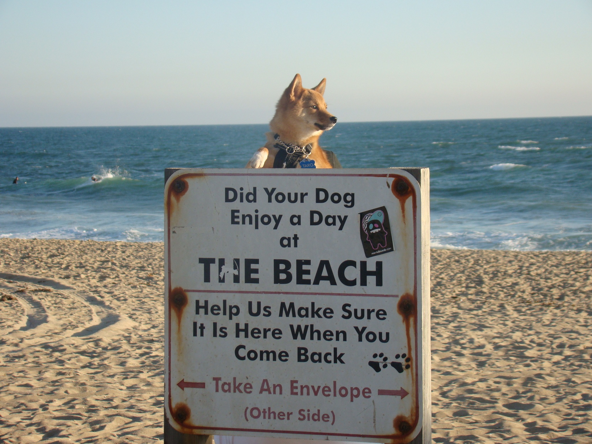 4 Beaches That Are Heaven For Dogs