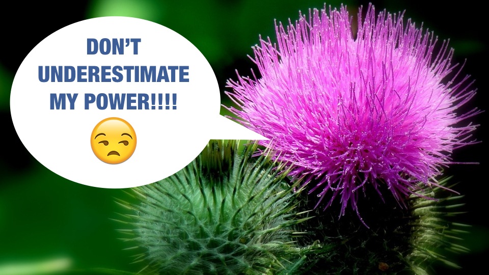 If You Think Milk Thistle Is Just A Plant, You Don’t Know What You Are Missing Out!