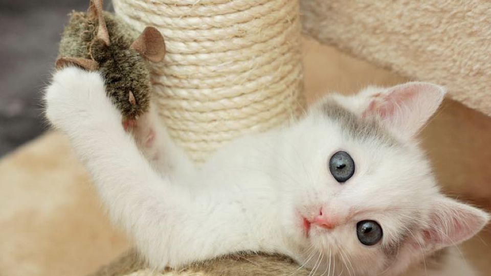 10 Cat Toys to Make Your Cat Love You So Much