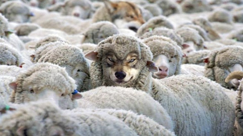 How to Detect a Wolf in Sheep&#8217;s Clothing