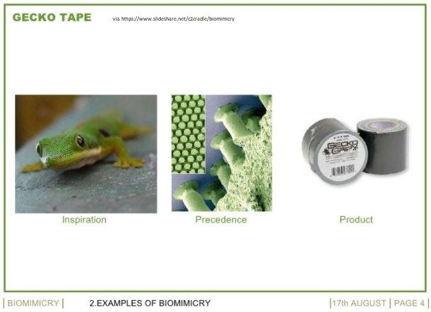 How to Emulate Life’s Genius: Introducing Biomimicry