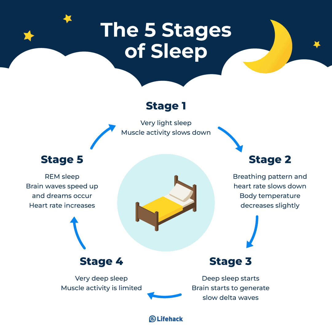 stages of sleep