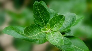 11 Health Benefits Of Ashwagandha (Backed By Science)